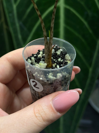 Alocasia Sulawesi Sabrina Nr.2