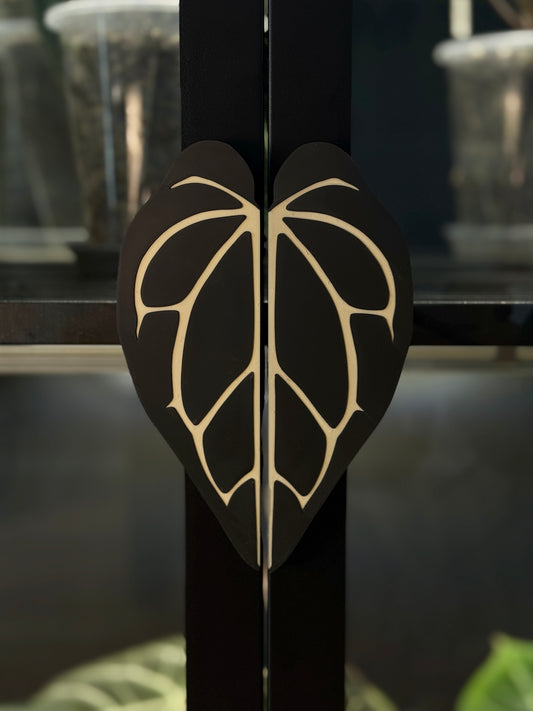 Vitrinen Griff Anthurium Carlablackiae
