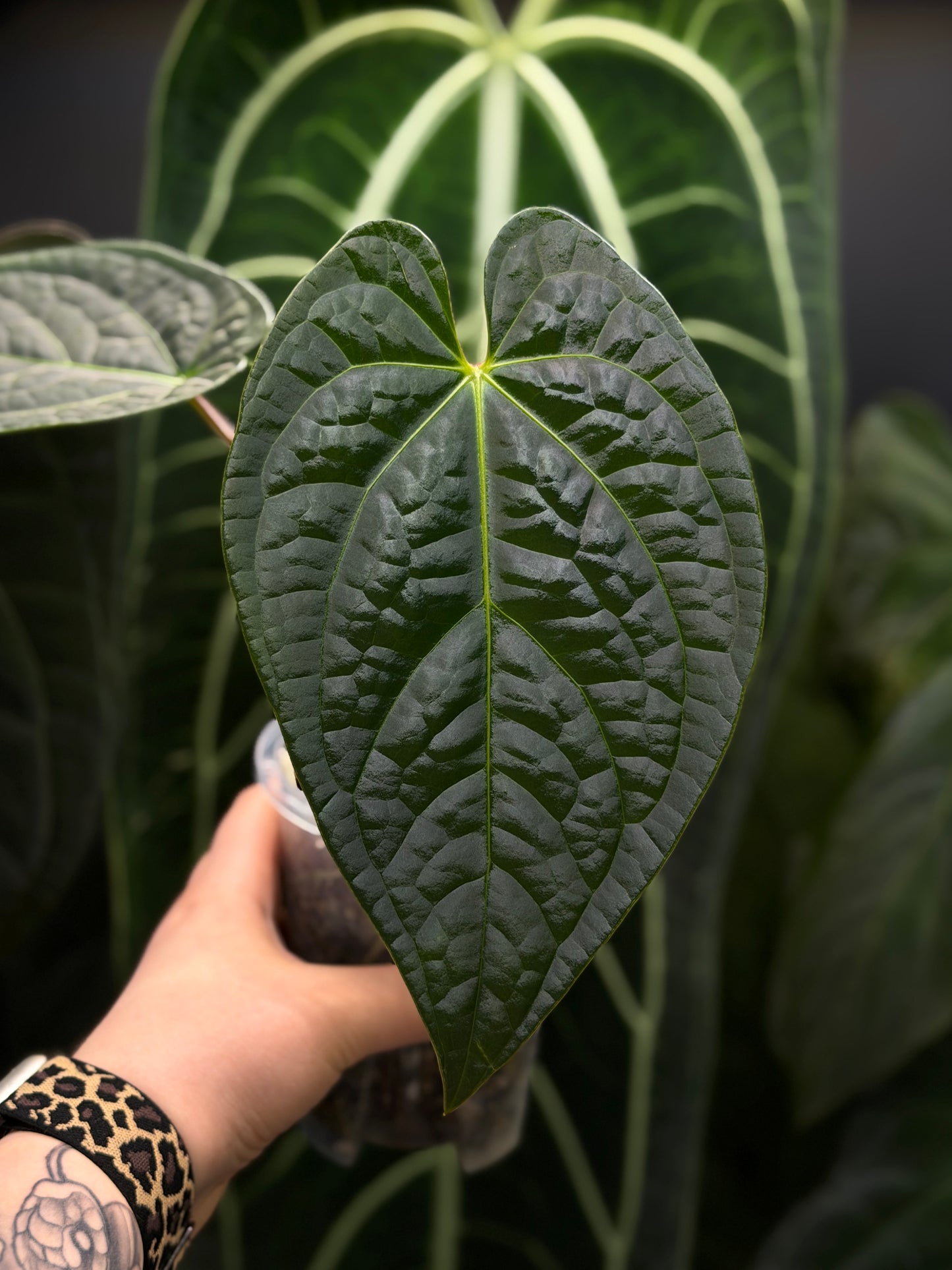 Anthurium Regale x Luxurians