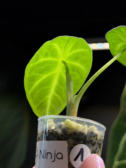 Alocasia Ninja Nr.1