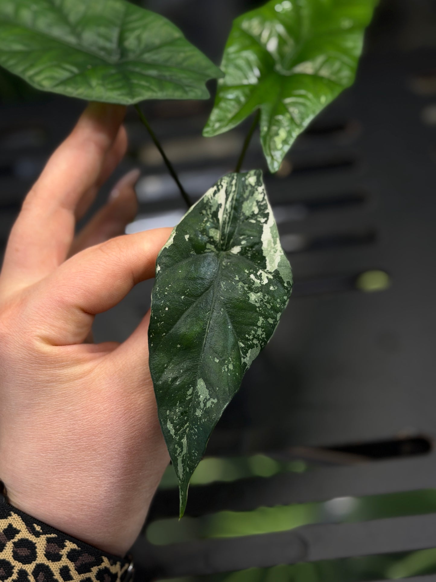 Alocasia Simpo Albo Low Variegata Nr.1