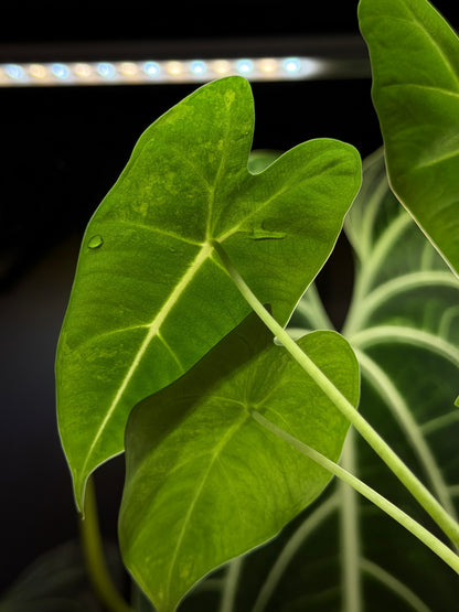 Alocasia Frydek Green on Green Low Variegata Nr.1