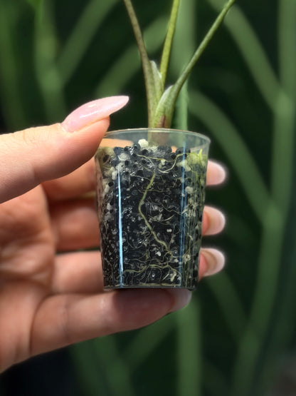 Alocasia Simpo Albo Low Variegata Nr.2