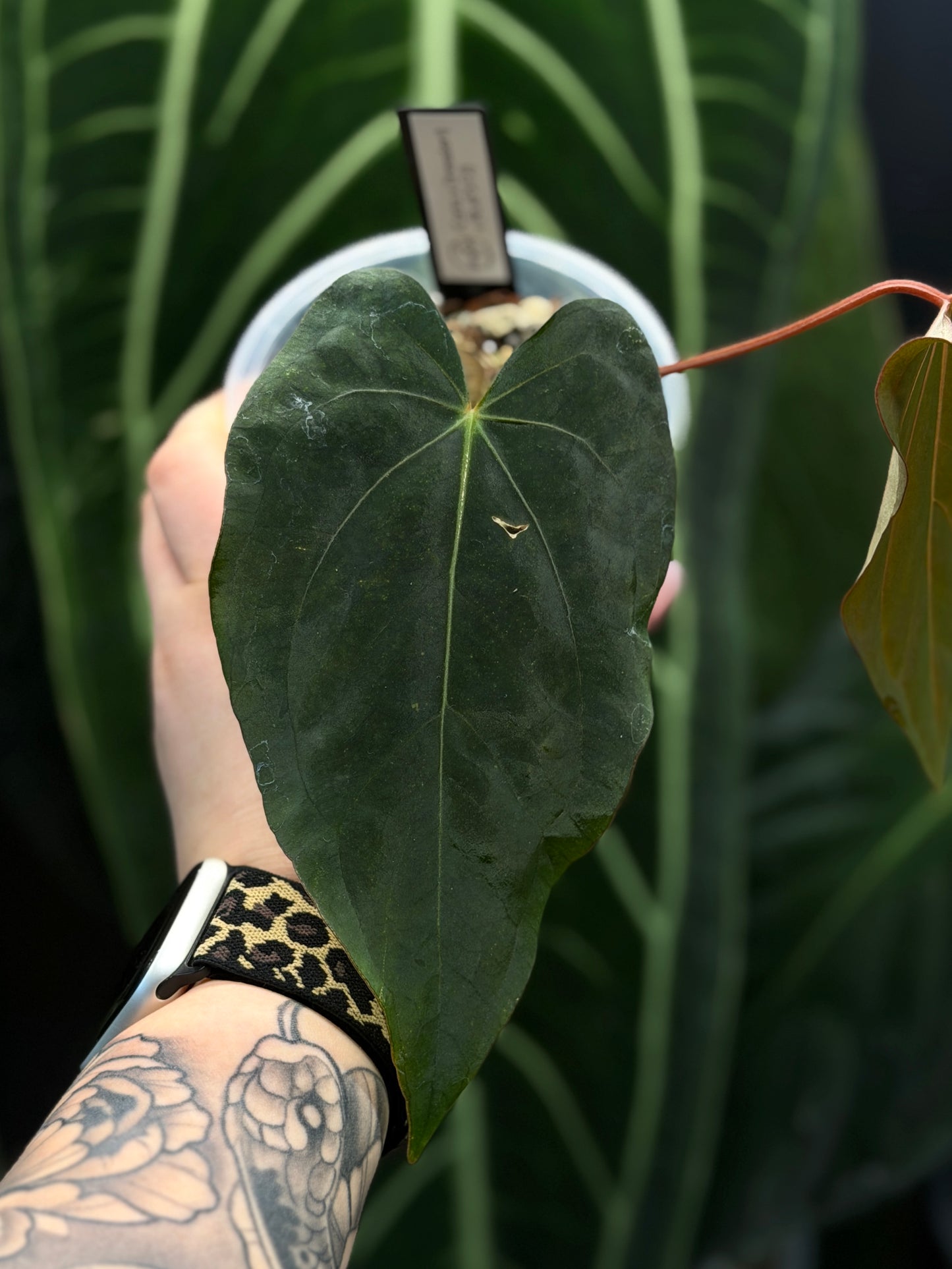 Anthurium (Carla x Dressleri) x (RLxFS F2) Cutting Nr.1