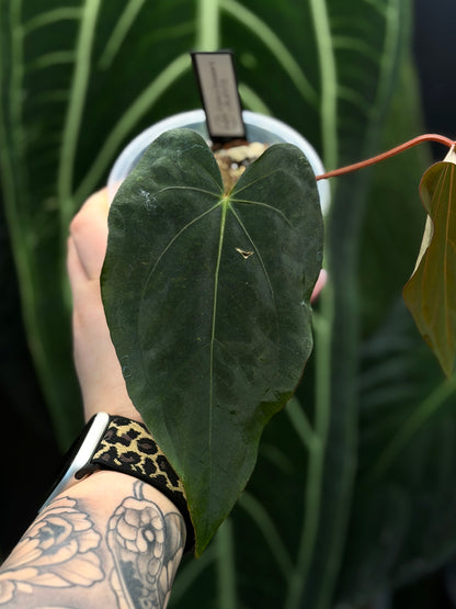 Anthurium (Carla x Dressleri) x (RLxFS F2) Cutting Nr.1