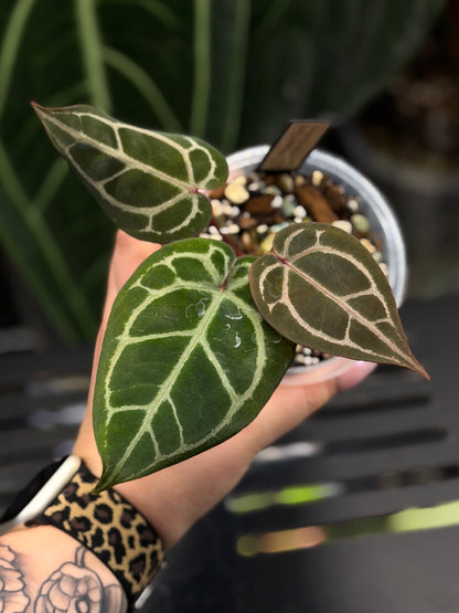 Anthurium (Michelle X DocBlock Zara) 28 X DocBlock Zara Cutting Nr.3
