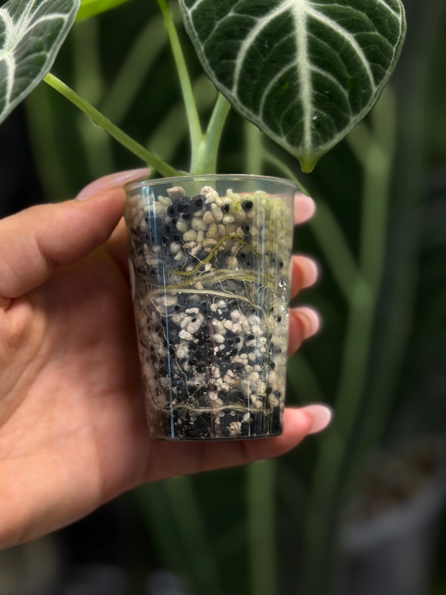Alocasia Ninja Nr.2
