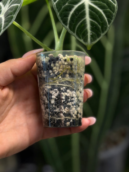 Alocasia Ninja Nr.2