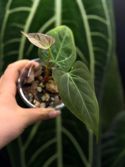Anthurium Butterfly Mutation Cutting Nr.2