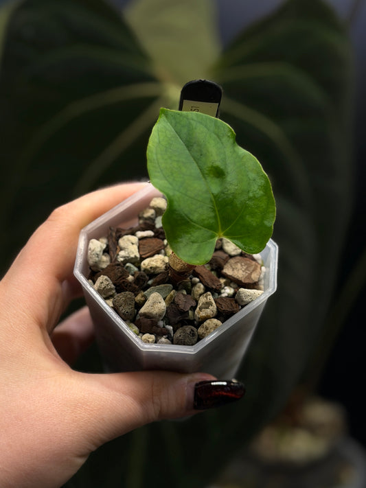Anthurium 'RL' by Jay Vannini x self Cutting Nr.1
