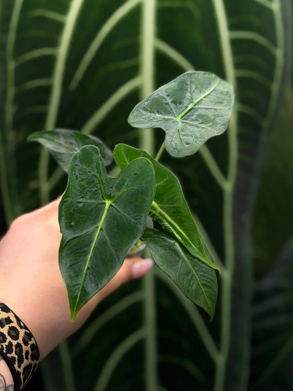 Alocasia Frydek Tattoo Nr.1