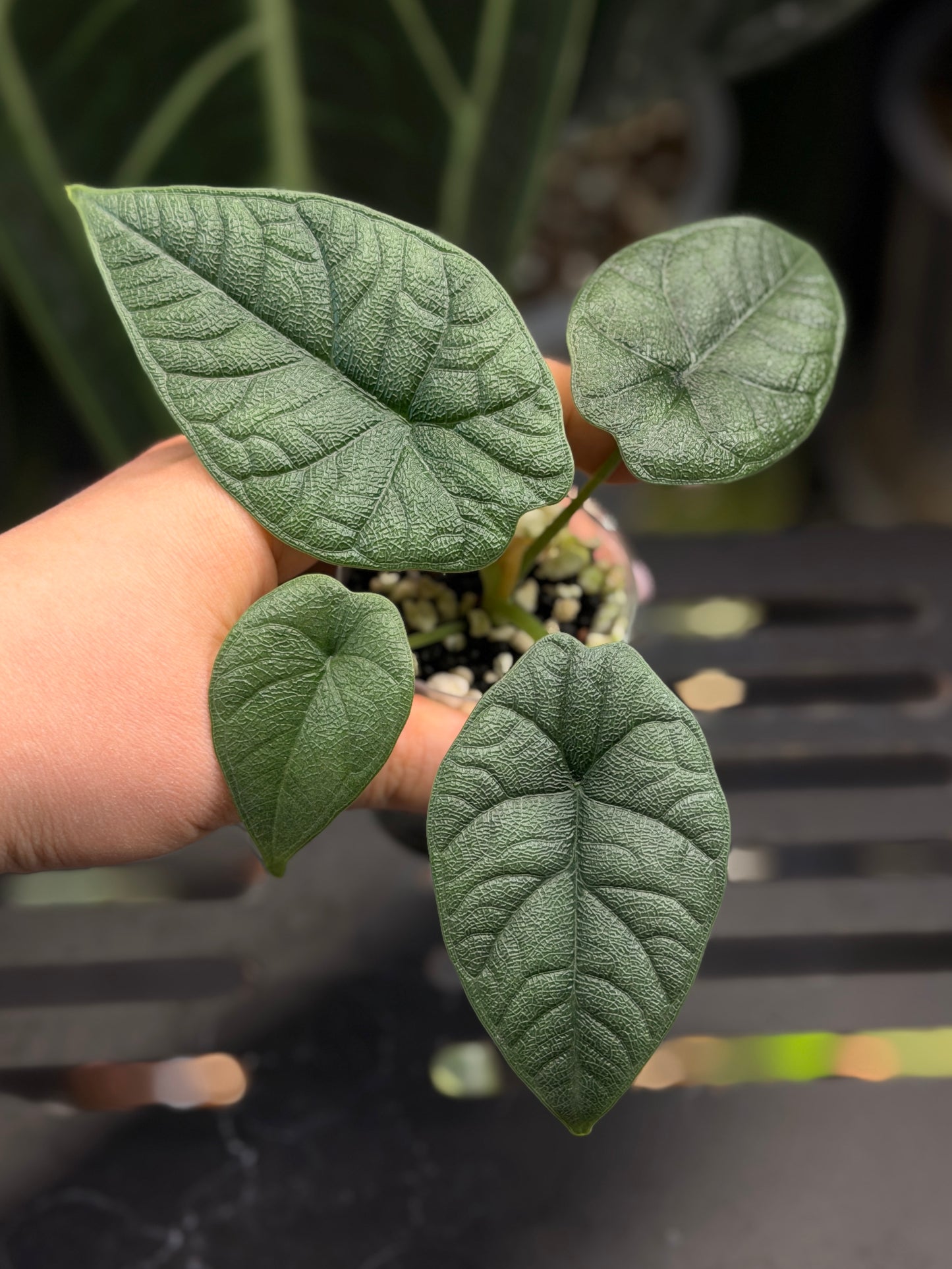 Alocasia Melo Nr.2