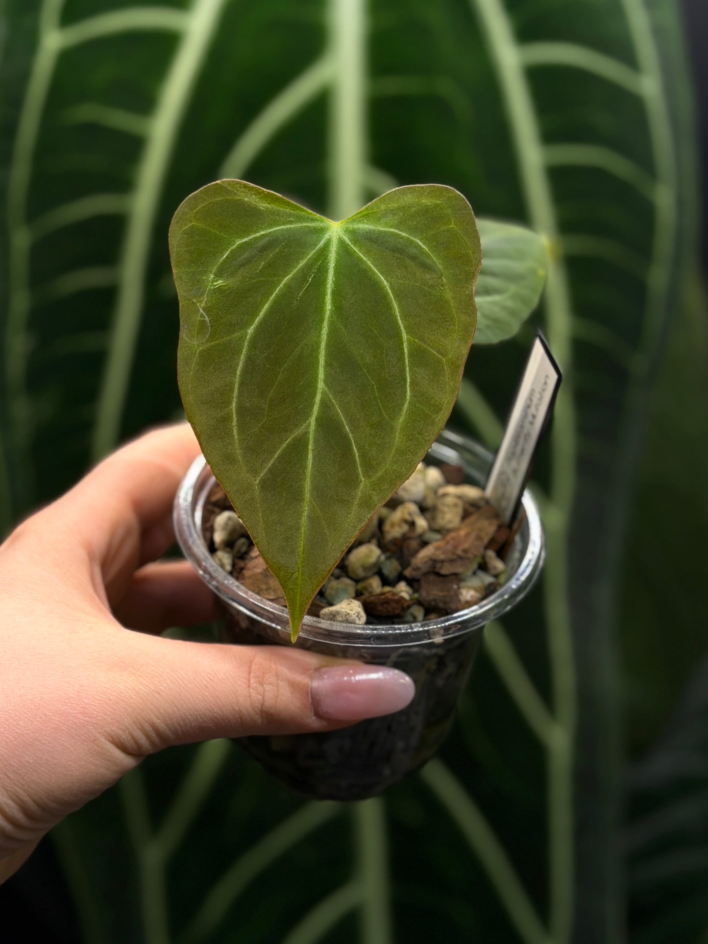 Anthurium Butterfly Mutation Cutting Nr.1