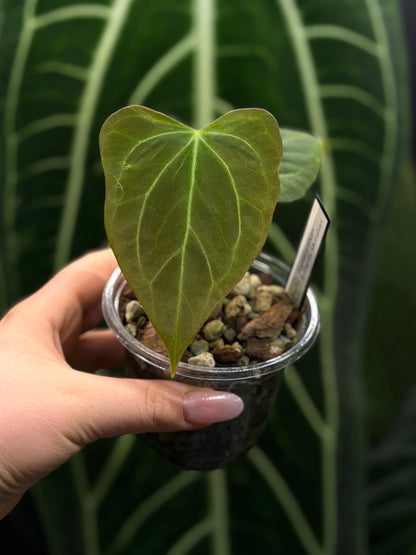 Anthurium Butterfly Mutation Cutting Nr.1