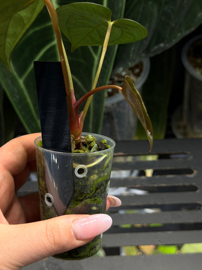 Anthurium (Luxurians x Magnificum) X (Papillilaminum Dark)