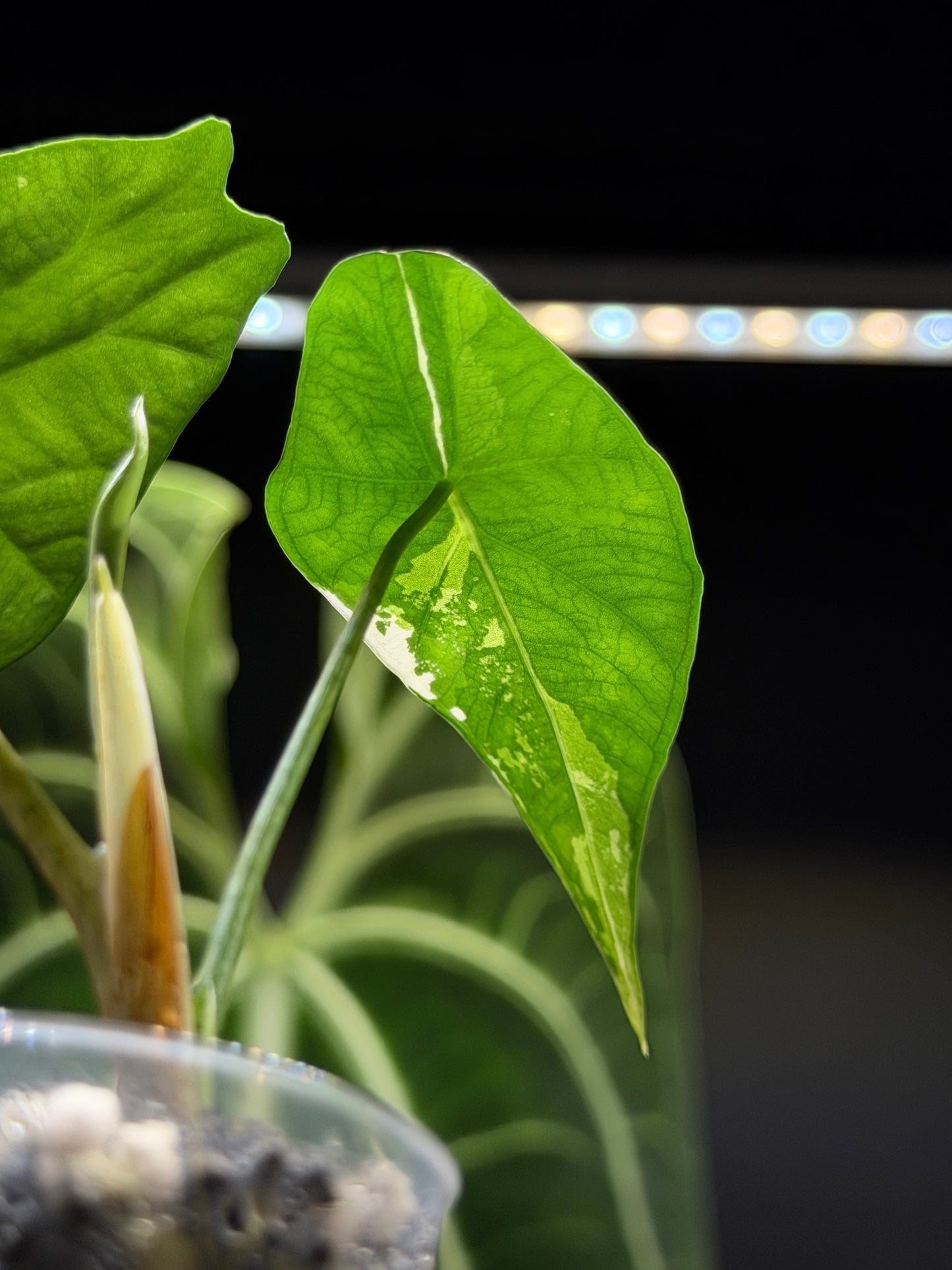 Alocasia Simpo Albo Low Variegata Nr.3
