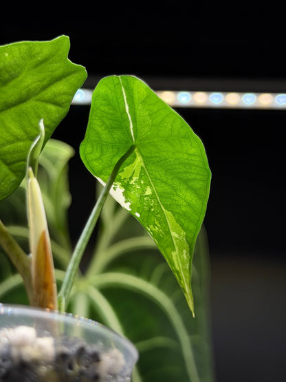Alocasia Simpo Albo Low Variegata Nr.3