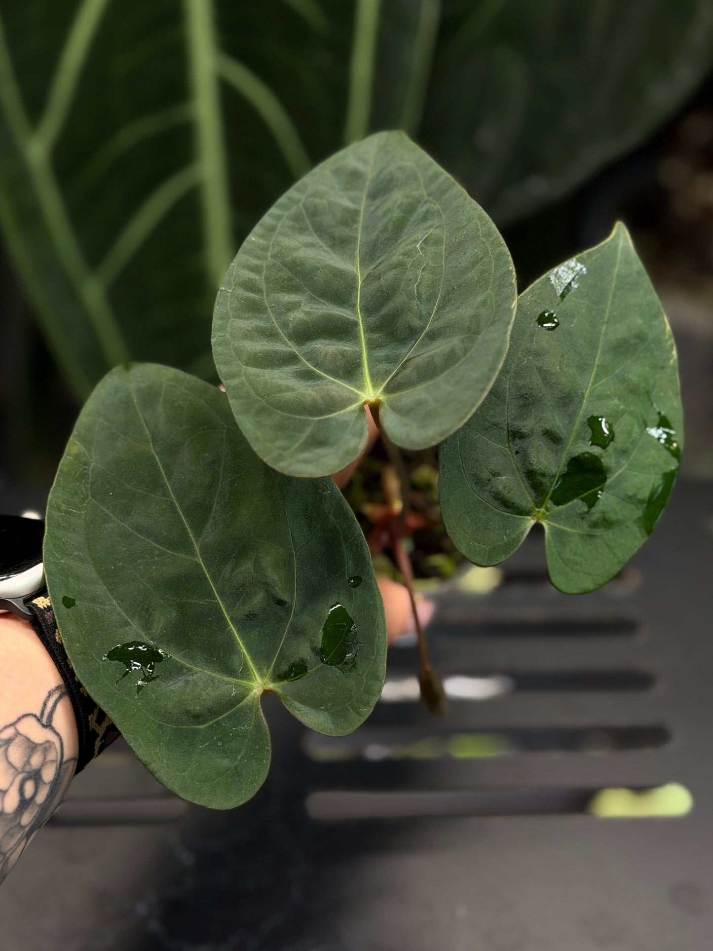 Anthurium (Luxurians x Magnificum) X (Papillilaminum Dark)