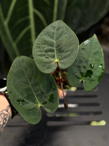 Anthurium (Luxurians x Magnificum) X (Papillilaminum Dark)