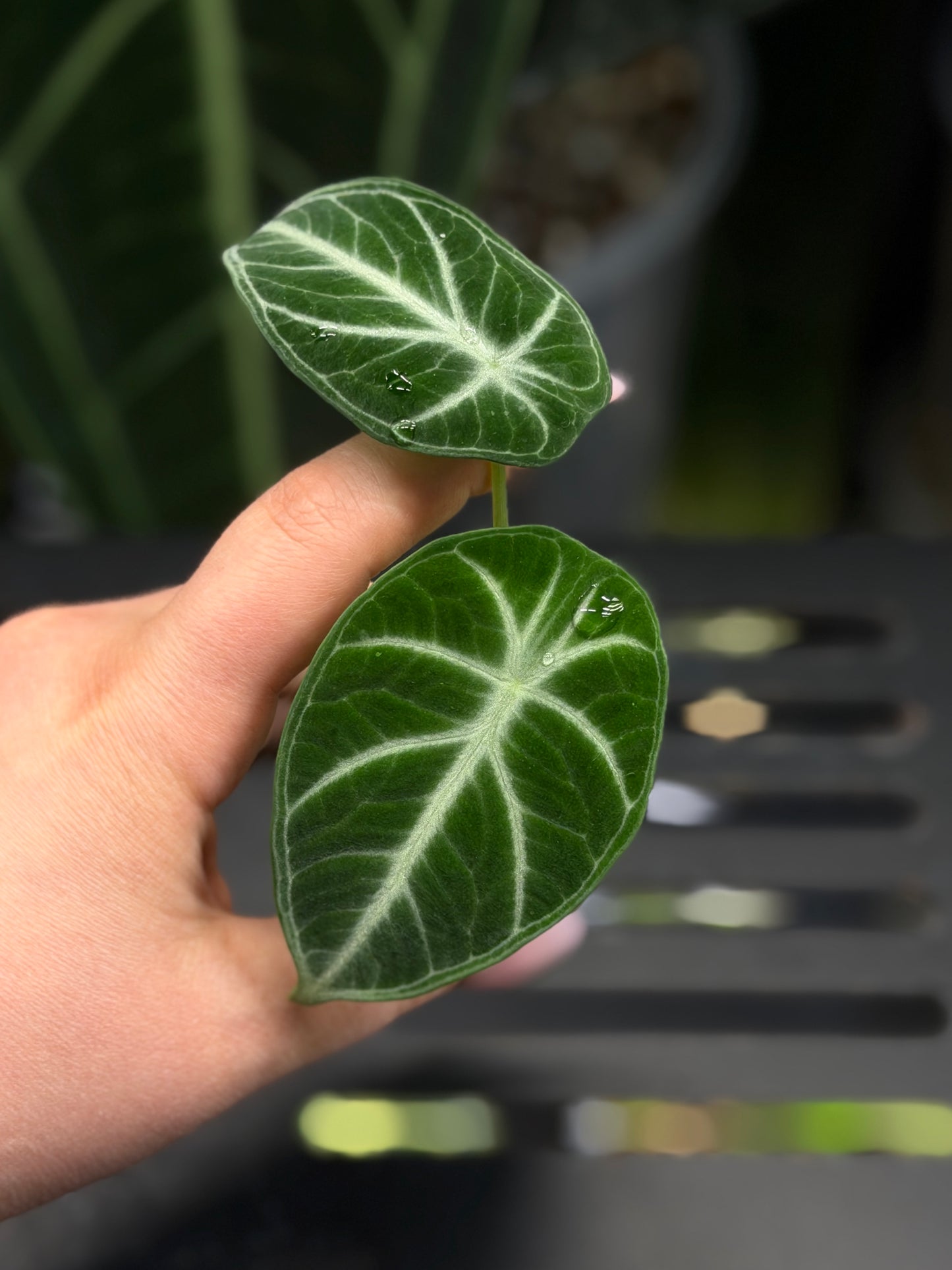 Alocasia Ninja Nr.1