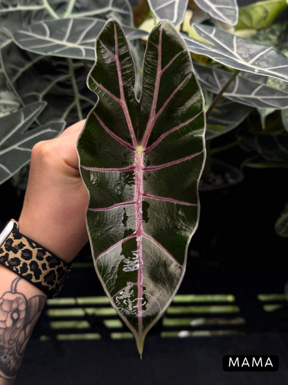 Alocasia Black Satun Rhizome