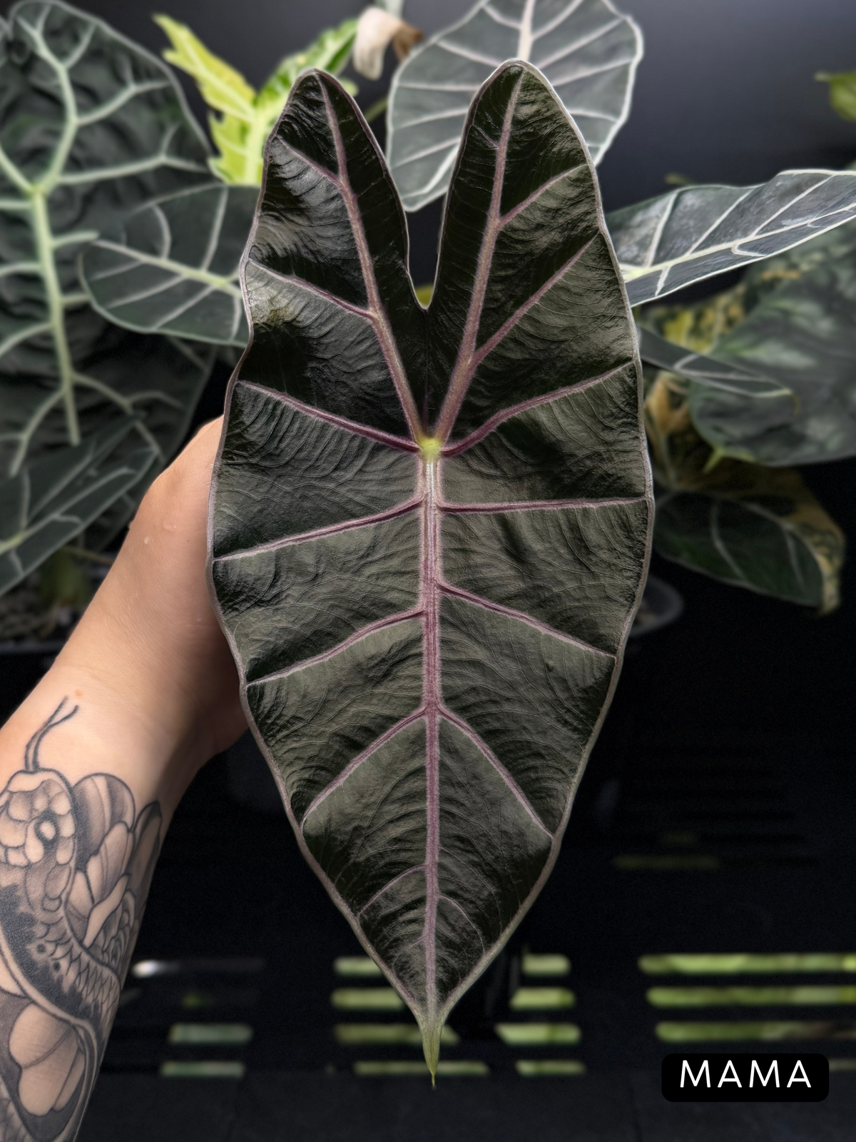 Alocasia Black Satun Rhizome