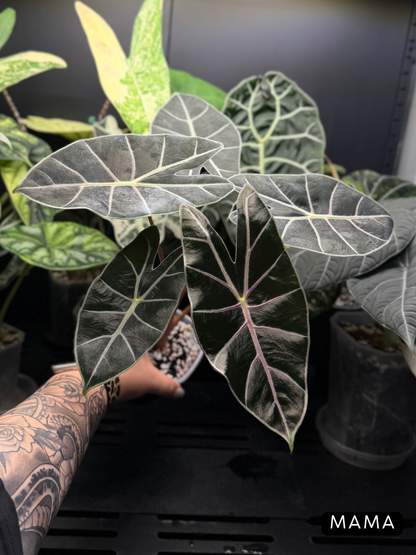 Alocasia Black Satun Rhizome