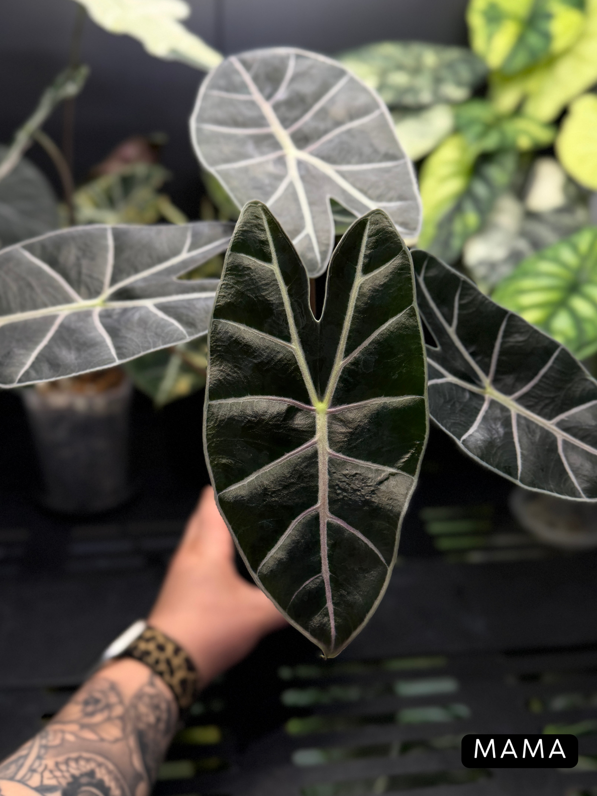 Alocasia Black Satun Rhizome
