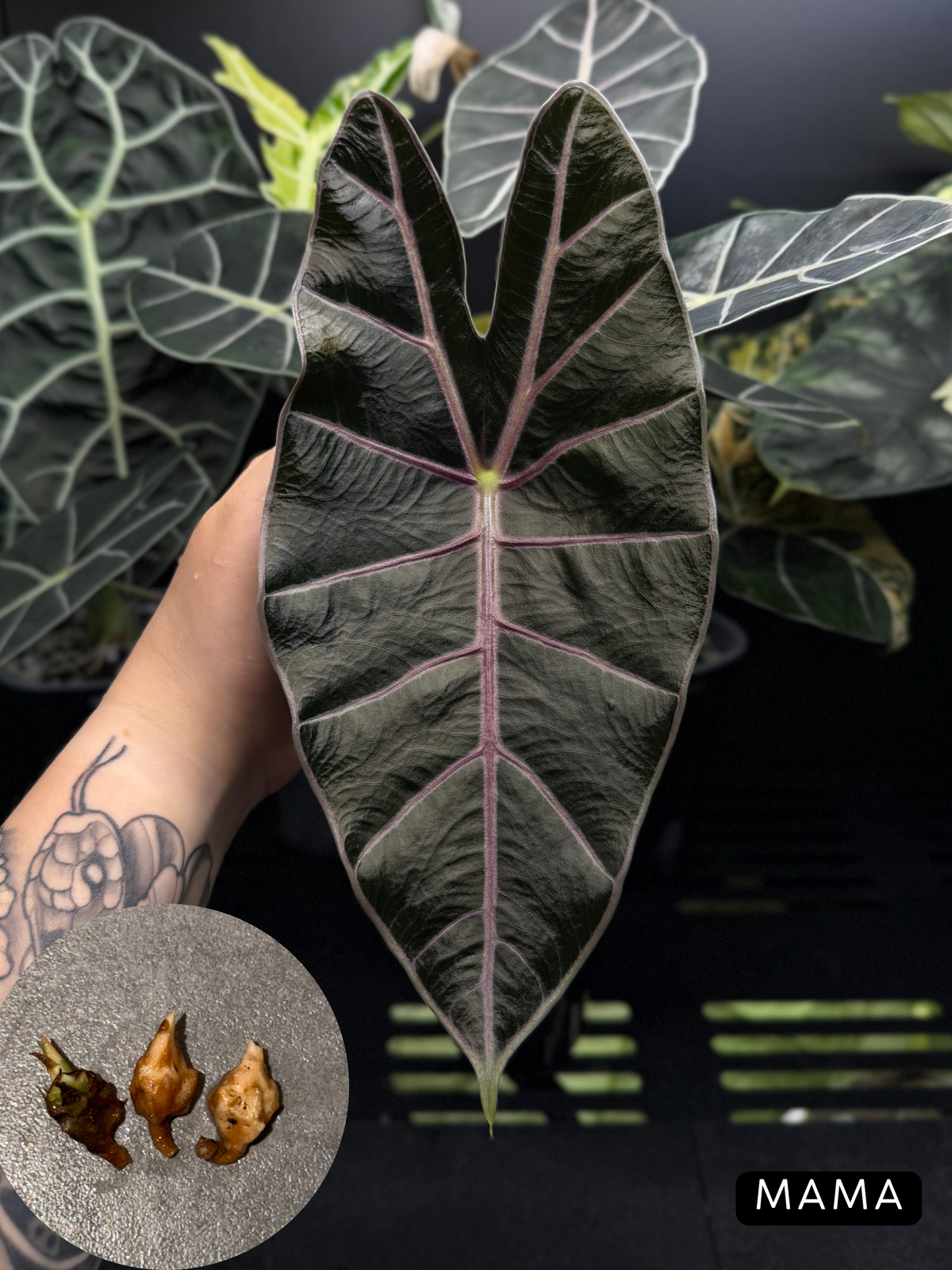Alocasia Black Satun Rhizome