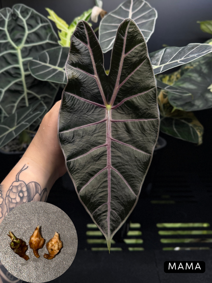Alocasia Black Satun Rhizome