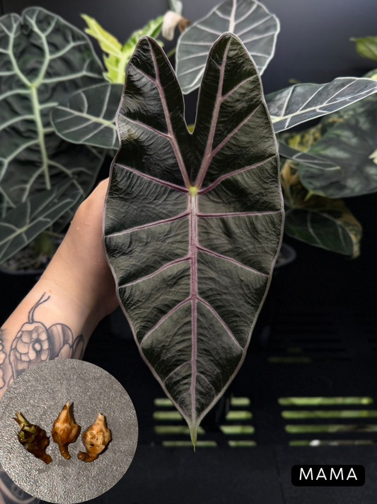 Alocasia Black Satun Rhizome