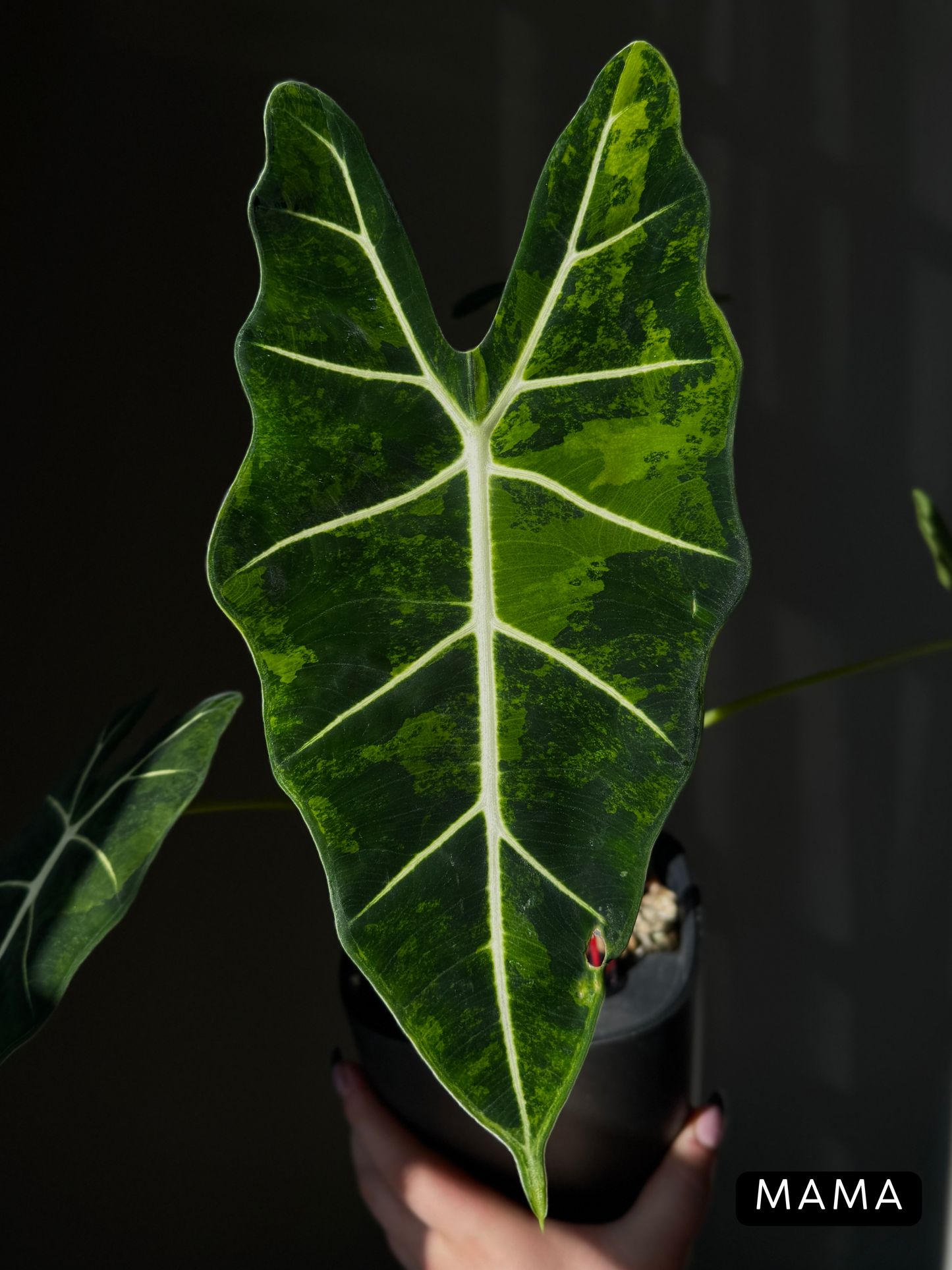 Alocasia Frydek Green on Green Nr.3