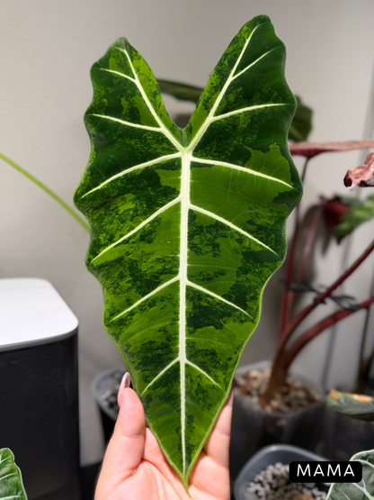 Alocasia Frydek Green on Green Nr.3