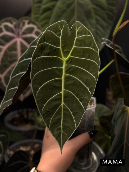 Alocasia Watsoniana Rhizome
