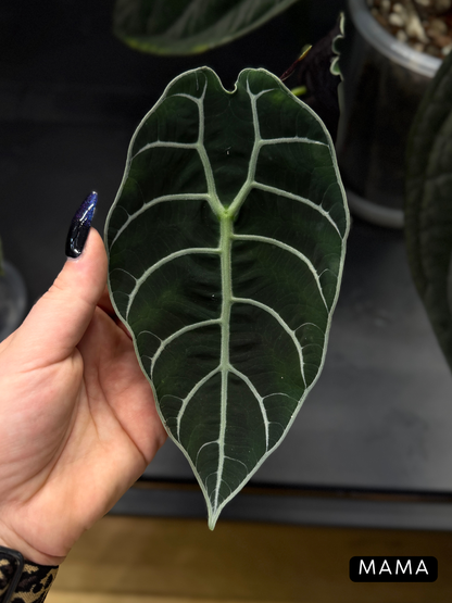 Alocasia Watsoniana Rhizome