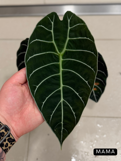 Alocasia Watsoniana Rhizome