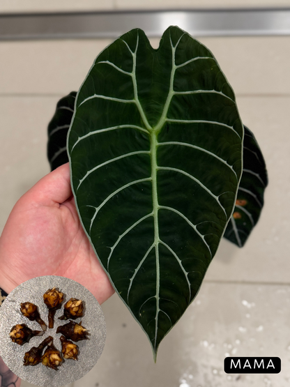 Alocasia Watsoniana Rhizome