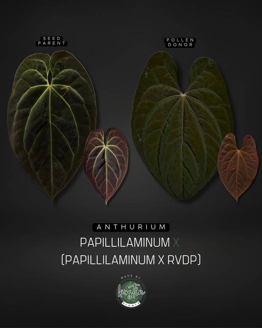 Anthurium Papillilaminum X (Papillilaminum x RVDP)