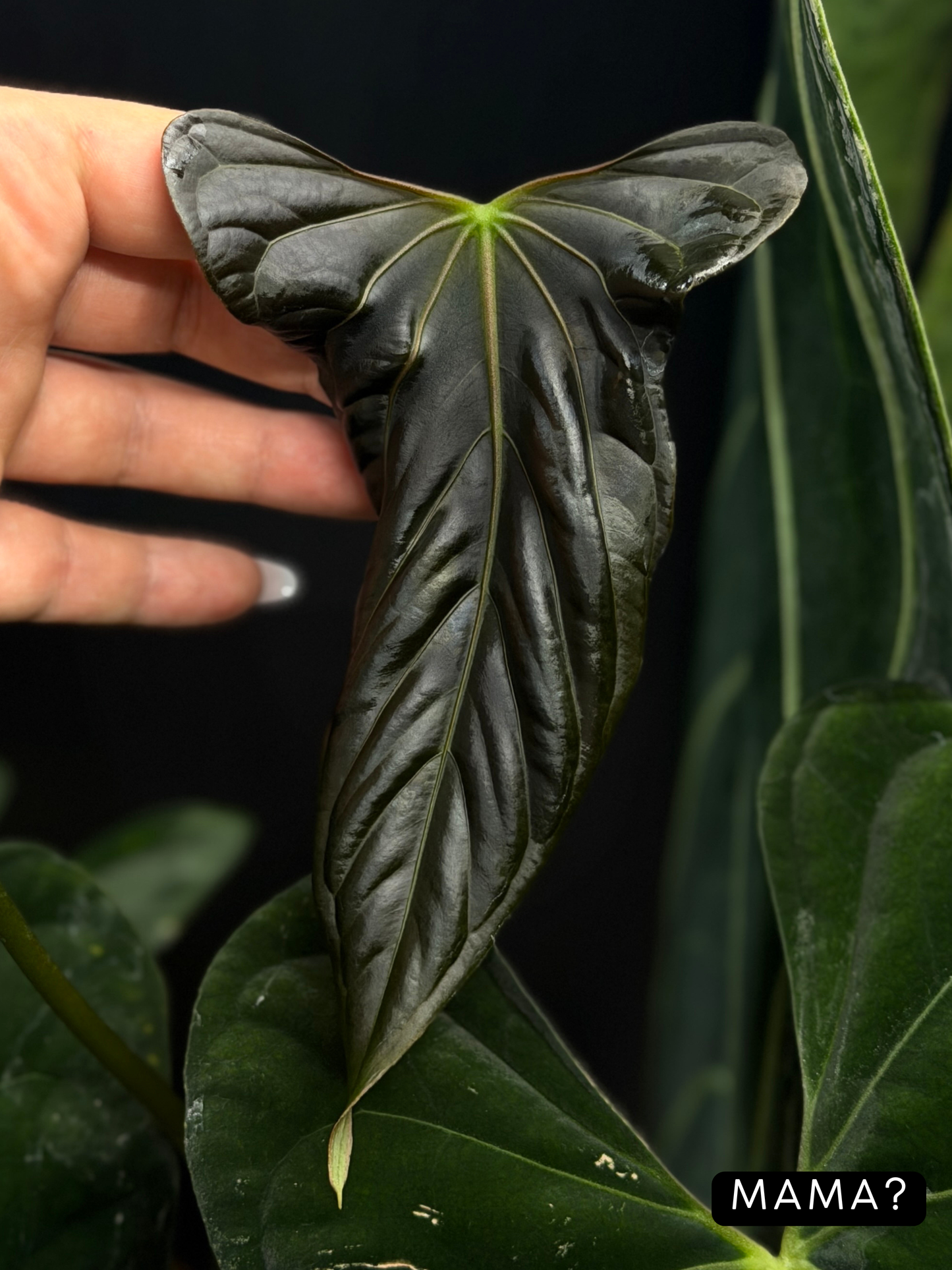 Anthurium NoID