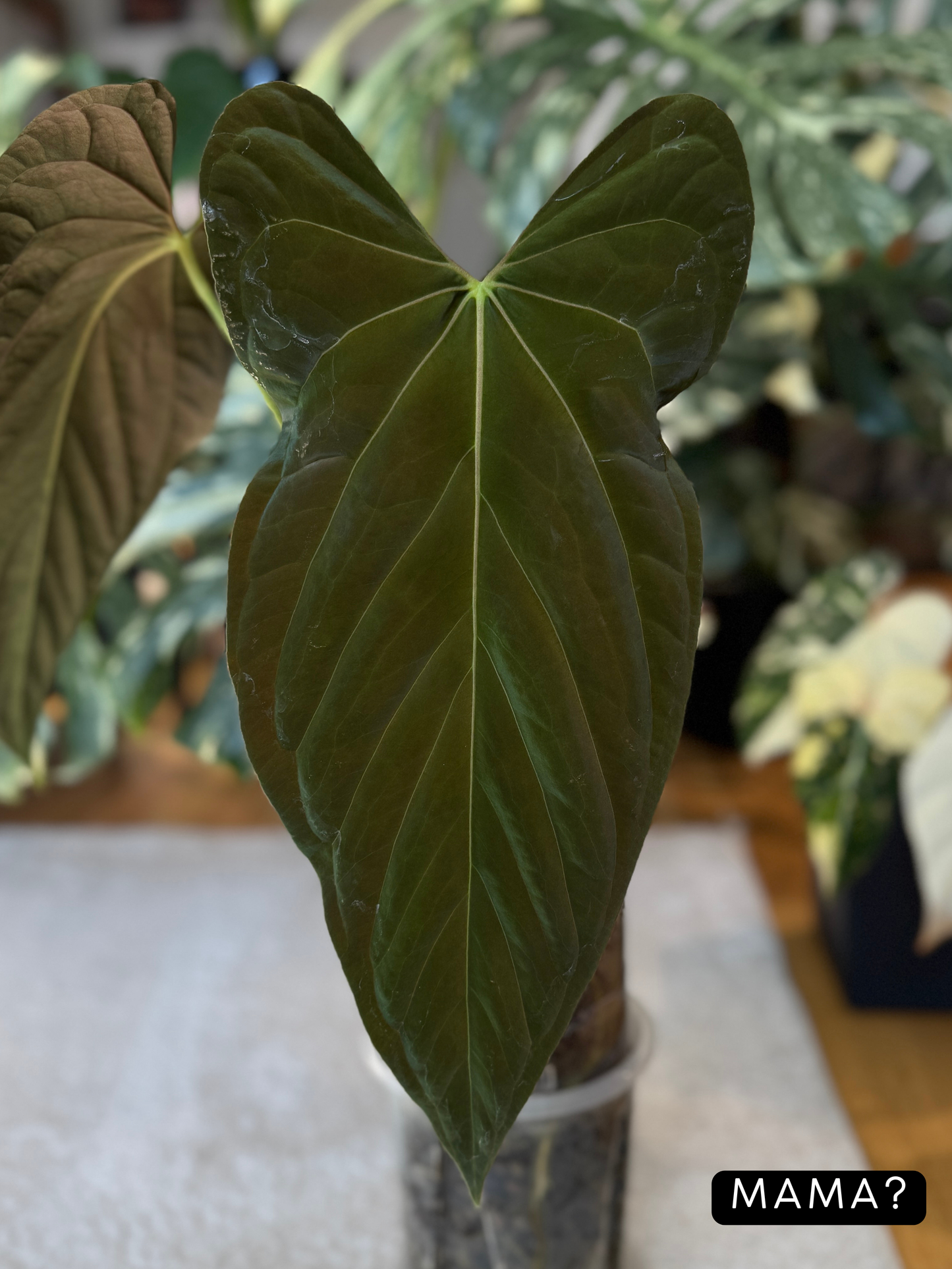 Anthurium NoID