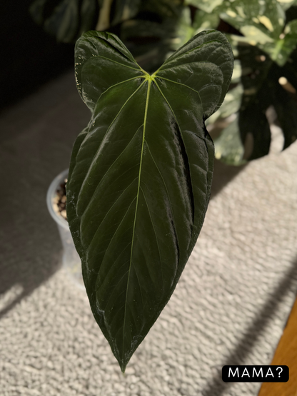 Anthurium NoID