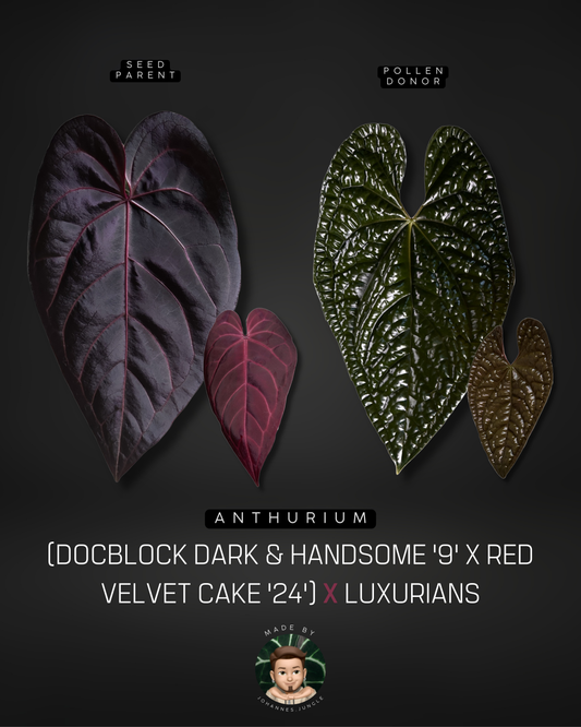 Anthurium (DocBlock D&H '9' X RVC '24') x Luxurians Seedling