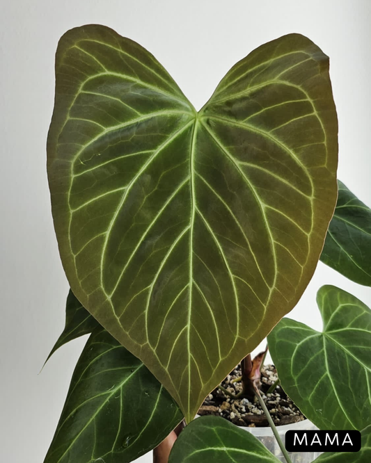 Anthurium Butterfly Mutation Cutting Nr.3