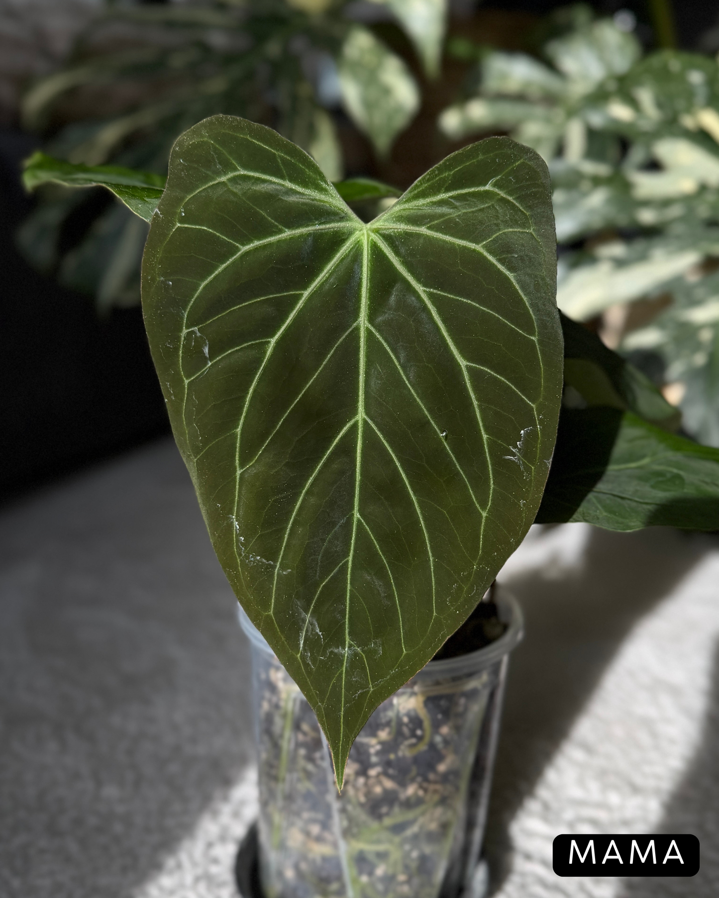 Anthurium Butterfly Mutation Cutting Nr.2