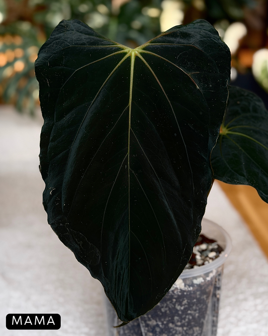 Anthurium 'RL' by Jay Vannini x self Cutting Nr.1