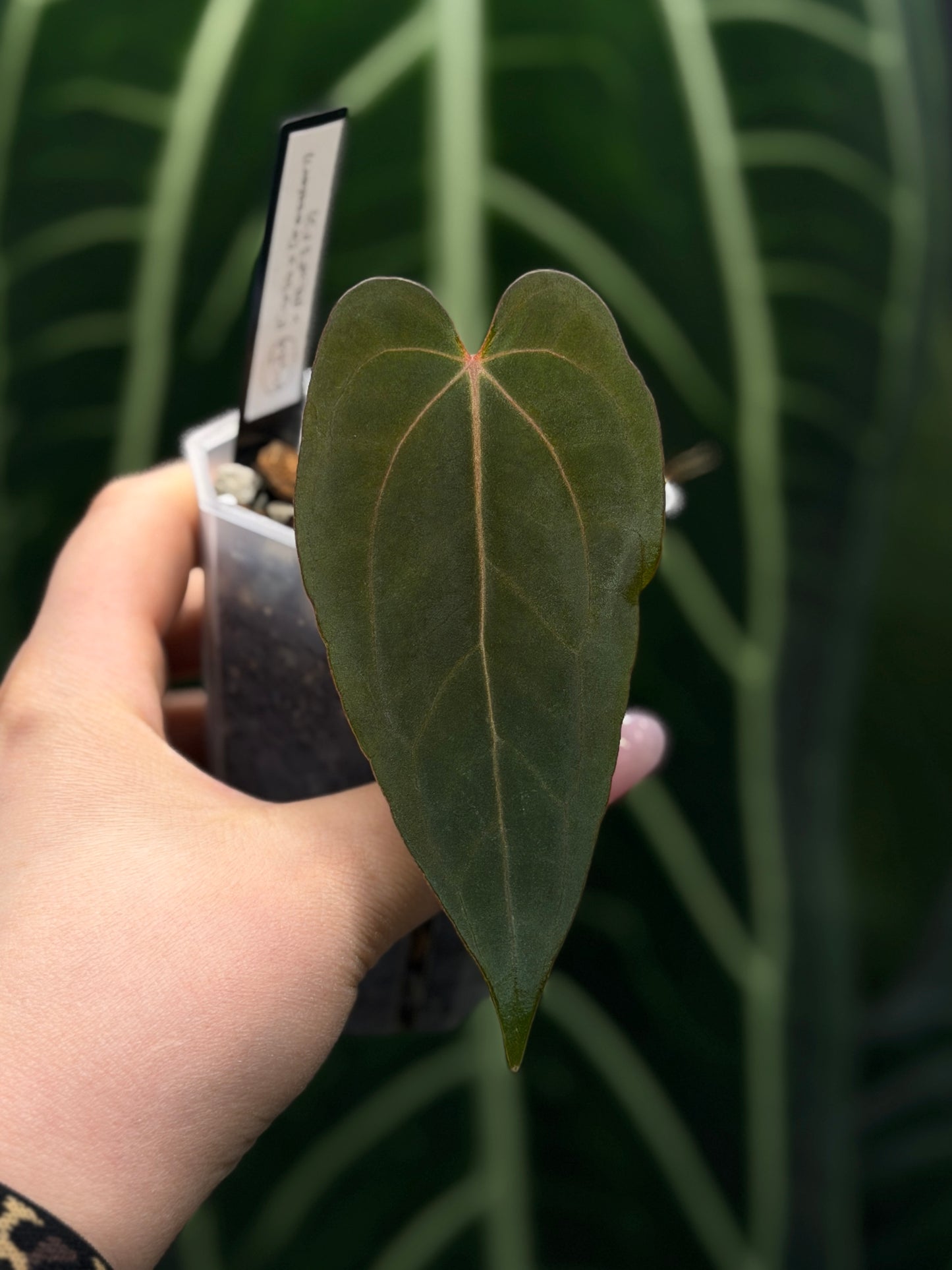 Anthurium (Carla x Dressleri) x (RLxFS F2) Cutting Nr.2