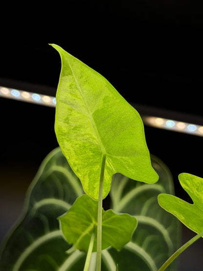 Alocasia Frydek Green on Green Cutting Nr.2