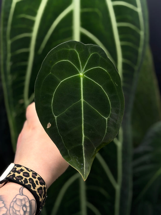 Anthurium Forgetii Cutting Nr.1
