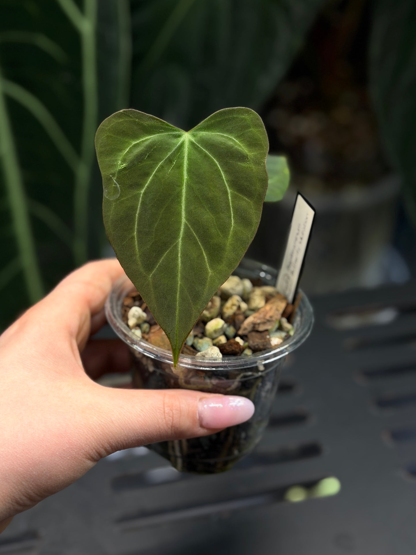 Anthurium Butterfly Mutation Cutting Nr.1