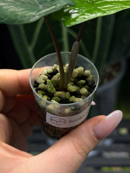 Alocasia Scalprum Nr.2